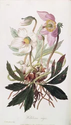 Julros: från "Medical Botany", utgiven av John Churchill, mars 1827.